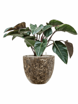Philodendron Red Beauty In Baq Lava D 27 H 92 cm - PlantenShop24 - 09-07-2025