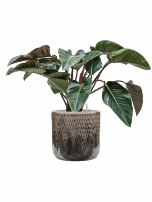 Philodendron Red Beauty In Baq Luxe Lite Universe Comet D 27 H 88 cm - PlantenShop24 - 14-07-2025