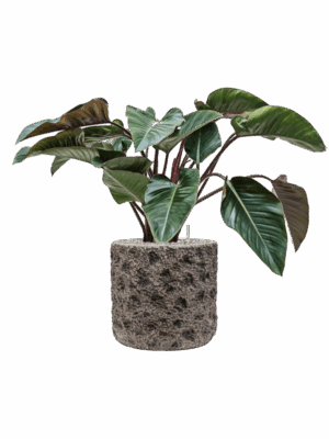 Philodendron Red Beauty In Baq Luxe Lite Universe Moon D 27 H 89 cm - PlantenShop24 - 14-07-2025