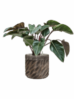 Philodendron Red Beauty In Baq Luxe Lite Universe Wave D 27 H 88 cm - PlantenShop24 - 11-08-2025