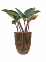 Philodendron Red Beauty In Capi Nature Groove NL D 22 H 102 cm - PlantenShop24 - 31-07-2025