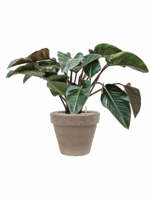 Philodendron Red Beauty In Terra Cotta D 27 H 83 cm - PlantenShop24 - 14-07-2025
