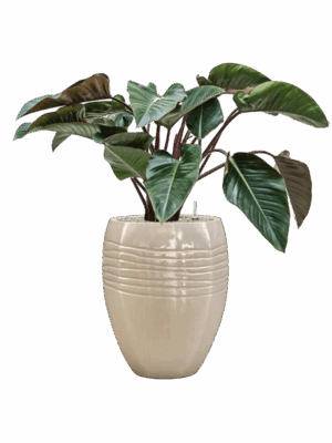 Philodendron Red Beauty In Traces D 27 H 105 cm - PlantenShop24 - 14-07-2025