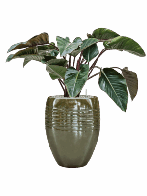 Philodendron Red Beauty In Traces D 27 H 106 cm - PlantenShop24 - 14-07-2025