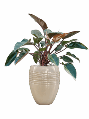 Philodendron Red Beauty In Traces D 30 H 126 cm - PlantenShop24 - 22-07-2025