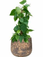 Philodendron Scandens In Baq Atlas D 19 H 78 cm - PlantenShop24 - 30-07-2025