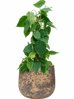 Philodendron Scandens In Baq Atlas D 19 H 78 cm - PlantenShop24 - 07-07-2025