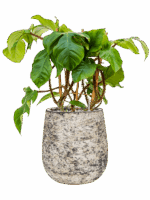 Philodendron Squamiferum In Baq Atlas D 17 H 63 cm - PlantenShop24 - 07-07-2025