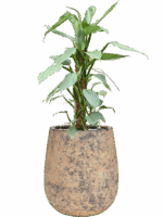 Philodendron u2018Silver Queenu2019 In Baq Atlas D 17 H 68 cm - PlantenShop24 - 07-07-2025