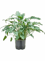 Philodendron Xanadu D 22 H 70 cm - PlantenShop24 - 04-07-2025
