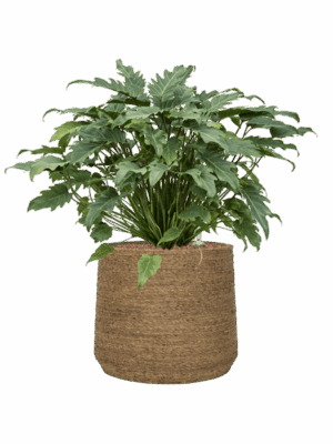 Philodendron Xanadu In Bohemian D 28 H 68 cm - PlantenShop24 - 16-07-2025