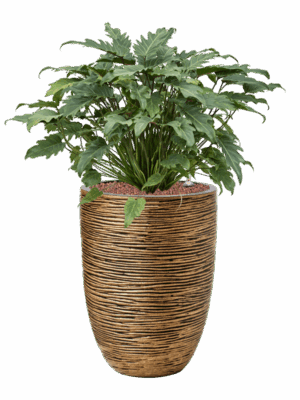 Philodendron Xanadu In Capi Nature Rib NL D 28 H 82 cm - PlantenShop24 - 17-07-2025