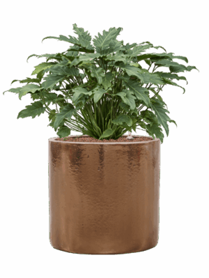 Philodendron Xanadu In Cylinder D 28 H 77 cm - PlantenShop24 - 03-07-2025