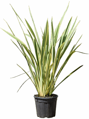 Phormium Tenax Variegatum D 30 H 120 cm - PlantenShop24 - 08-07-2025
