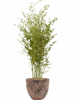 Phyllostachys Bissetii In Baq Lava D 28 H 154 cm - PlantenShop24 - 09-07-2025