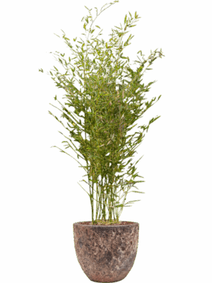 Phyllostachys Bissetii In Baq Lava D 28 H 154 cm - PlantenShop24 - 09-07-2025