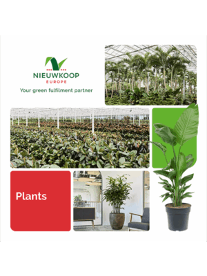 Planten Brochure - PlantenShop24 - 10-07-2025