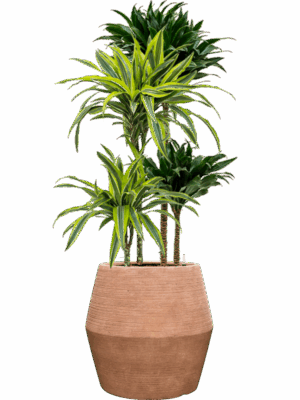 Plantenverrassing In Colorado D 15 H 116 cm - PlantenShop24 - 14-07-2025