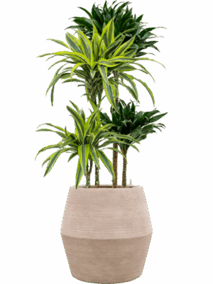 Plantenverrassing In Colorado D 15 H 116 cm - PlantenShop24 - 14-07-2025