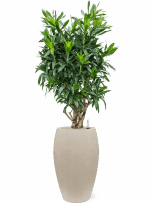 Pleomele Dracaena Reflexa In Baq Raindrop D 30 H 159 cm - PlantenShop24 - 16-07-2025