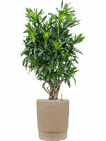 Pleomele Dracaena Reflexa In Chao D 30 H 142 cm - PlantenShop24 - 23-07-2025