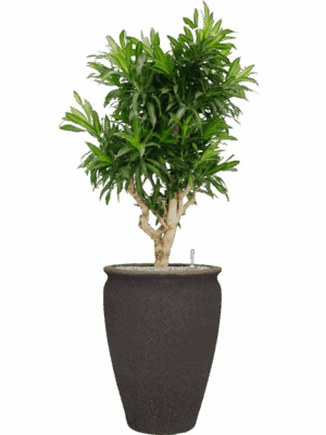 Pleomele Reflexa Song Of Jamaica In Mediterranean D 34 H 147 cm - PlantenShop24 - 15-07-2025
