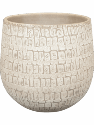 Renzo D 22 H 20 cm - PlantenShop24 - 11-07-2025