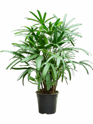 Rhapis Excelsa D 27 H 100 cm - PlantenShop24 - 23-07-2025