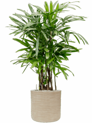 Rhapis Excelsa In Baq Dune D 30 H 136 cm - PlantenShop24 - 16-07-2025