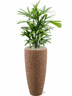 Rhapis Excelsa In Baq Naturescast D 21 H 134 cm - PlantenShop24 - 24-07-2025