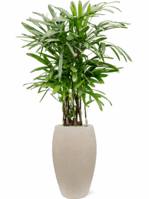 Rhapis Excelsa In Baq Raindrop D 30 H 159 cm - PlantenShop24 - 16-07-2025
