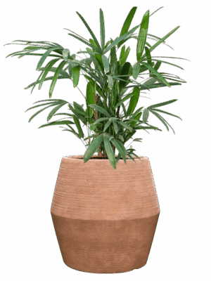 Rhapis Excelsa In Colorado D 22 H 94 cm - PlantenShop24 - 14-07-2025