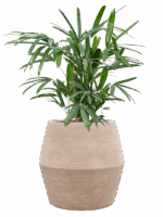 Rhapis Excelsa In Colorado D 22 H 95 cm - PlantenShop24 - 14-07-2025