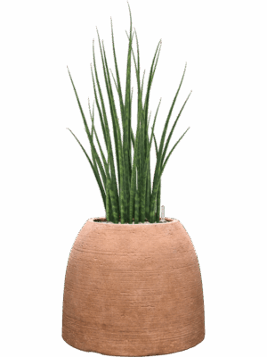 Sansevieria Cylindrica Fernwood Mikado In Colorado D 19 H 83 cm - PlantenShop24 - 14-07-2025