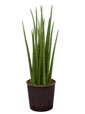 Sansevieria Cylindrica Spikes D 13 H 45 cm - PlantenShop24 - 01-07-2025