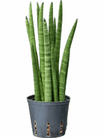 Sansevieria Cylindrica Tower D 13 H 40 cm - PlantenShop24 - 07-07-2025