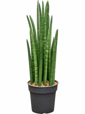 Sansevieria Cylindrica Tower D 21 H 70 cm - PlantenShop24 - 23-07-2025