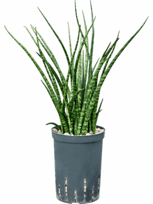 Sansevieria Kirkii Fernwood D 15 H 45 cm - PlantenShop24 - 07-07-2025