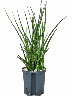 Sansevieria Kirkii Fernwood D 18 H 60 cm - PlantenShop24 - 10-07-2025