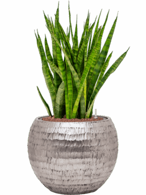 Sansevieria Kirkii In Baq Opus Hammered D 18 H 78 cm - PlantenShop24 - 14-07-2025