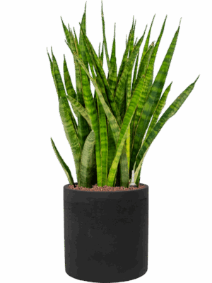 Sansevieria Kirkii In Rough D 18 H 88 cm - PlantenShop24 - 14-07-2025