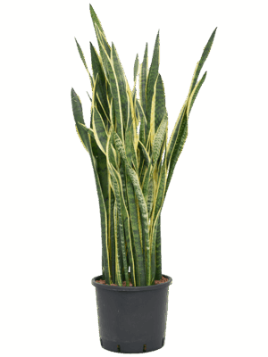 Sansevieria Trifasciata Laurentii D 30 H 105 cm - PlantenShop24 - 30-07-2025