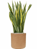 Sansevieria Trifasciata Laurentii In Baq Dune D 34 H 112 cm - PlantenShop24 - 16-07-2025