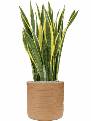 Sansevieria Trifasciata Laurentii In Baq Dune D 34 H 112 cm - PlantenShop24 - 16-07-2025