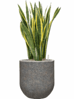Sansevieria Trifasciata Laurentii In Baq Naturescast D 34 H 125 cm - PlantenShop24 - 15-07-2025