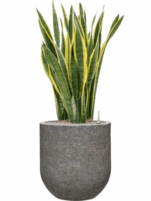 Sansevieria Trifasciata Laurentii In Baq Naturescast D 34 H 125 cm - PlantenShop24 - 15-07-2025
