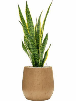 Sansevieria Trifasciata Laurentii In Baq Raindrop D 19 H 93 cm - PlantenShop24 - 15-07-2025