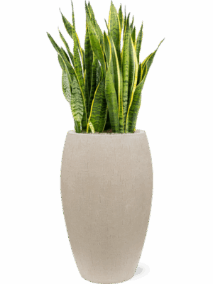 Sansevieria Trifasciata Laurentii In Baq Raindrop D 30 H 119 cm - PlantenShop24 - 16-07-2025