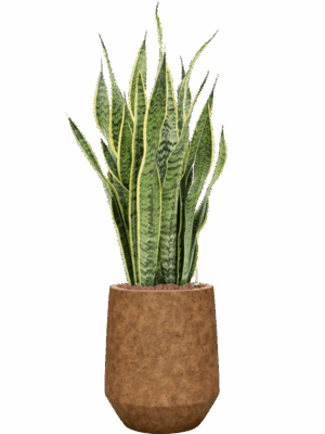 Sansevieria Trifasciata Laurentii In Mineral D 18 H 94 cm - PlantenShop24 - 21-07-2025
