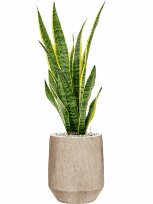 Sansevieria Trifasciata Laurentii In Mineral D 19 H 94 cm - PlantenShop24 - 15-07-2025